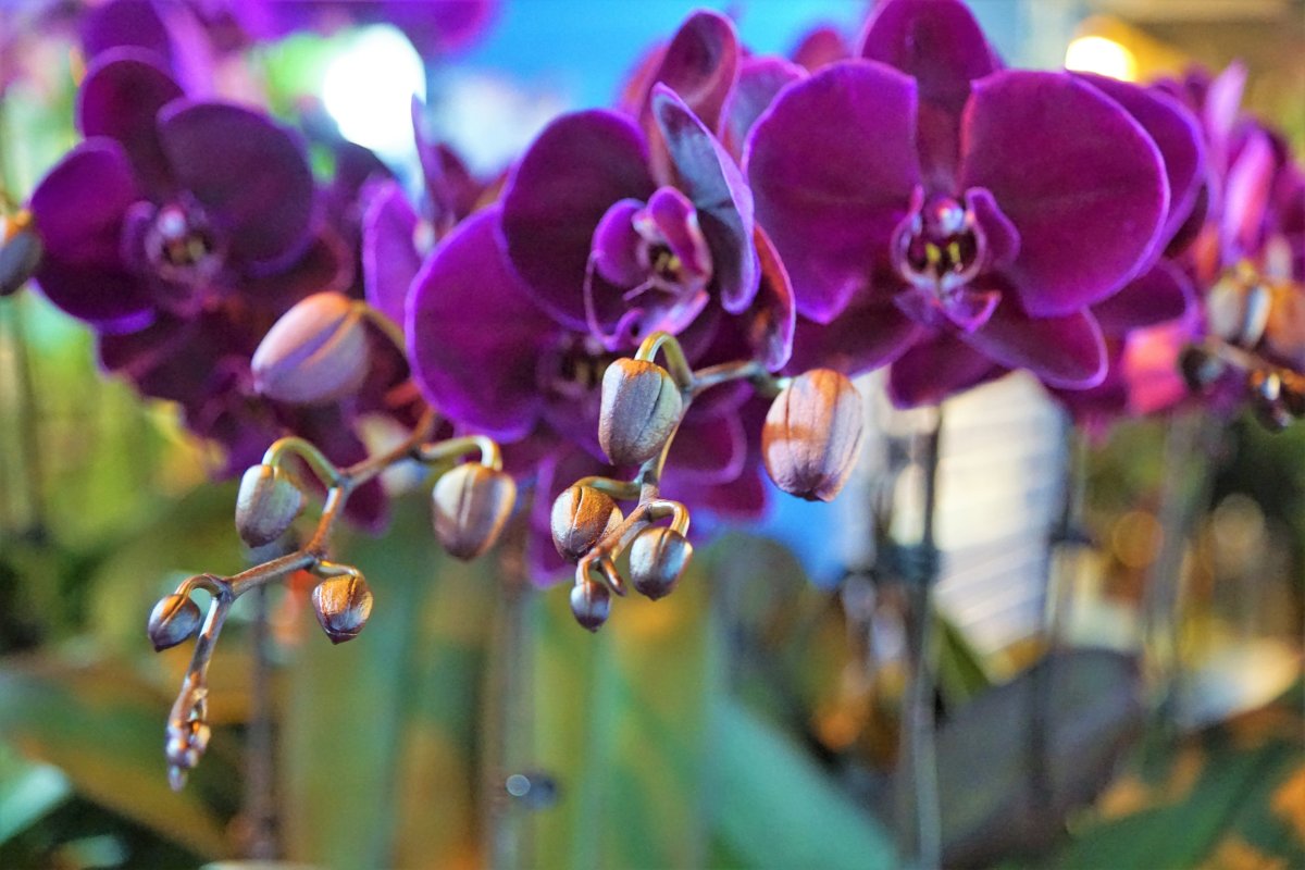 Purple Phalaenopsis Photography Pictures