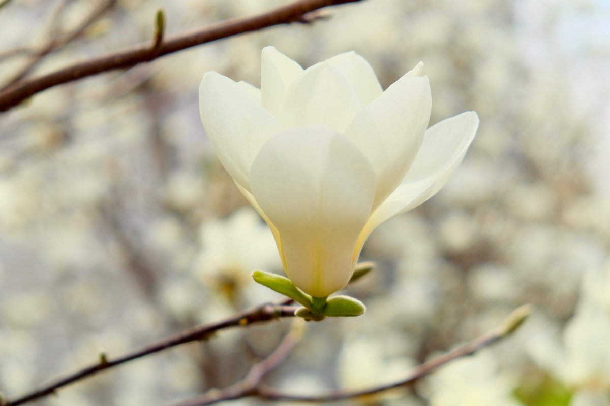 White magnolia flowers pictures