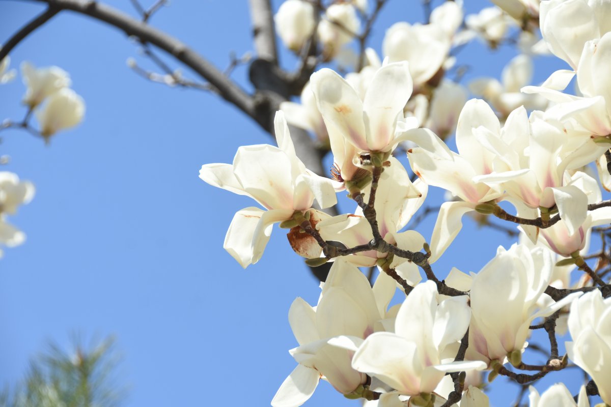 Magnolia blossom pictures