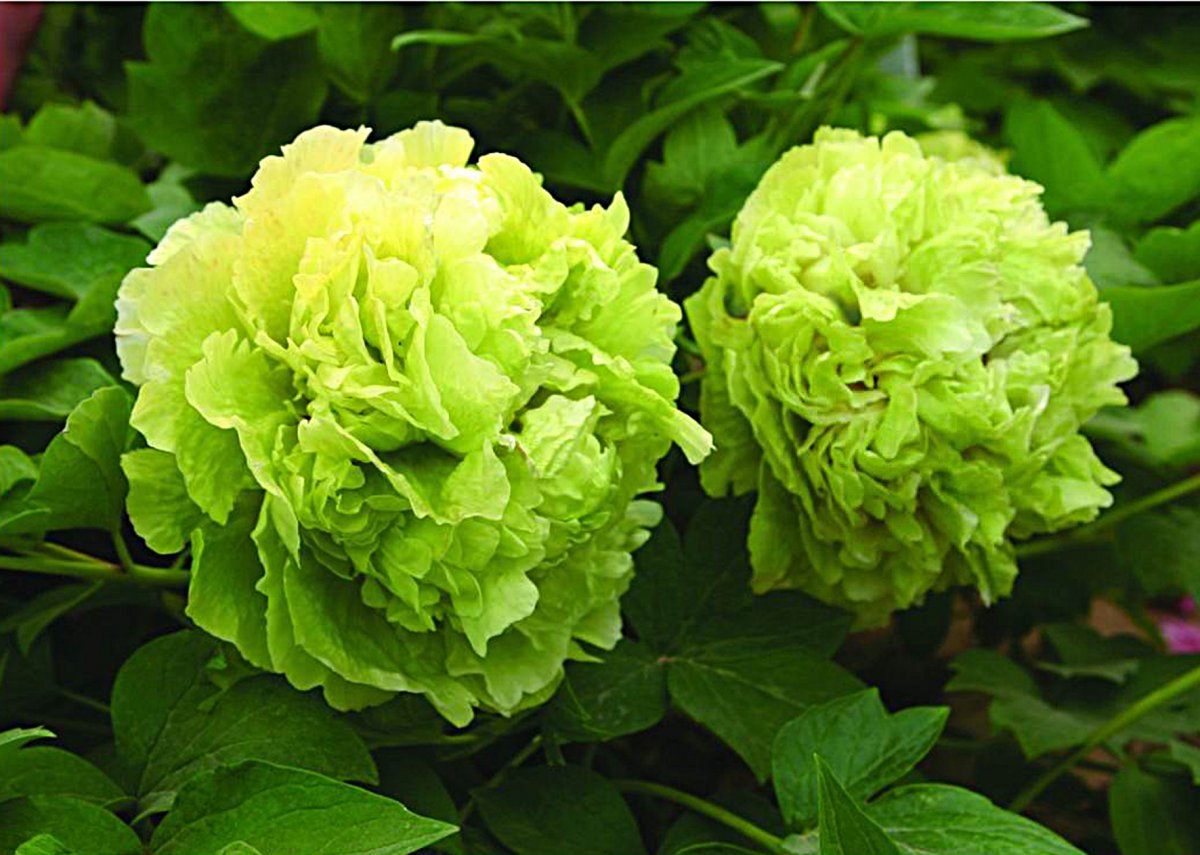 Heze green peony pictures