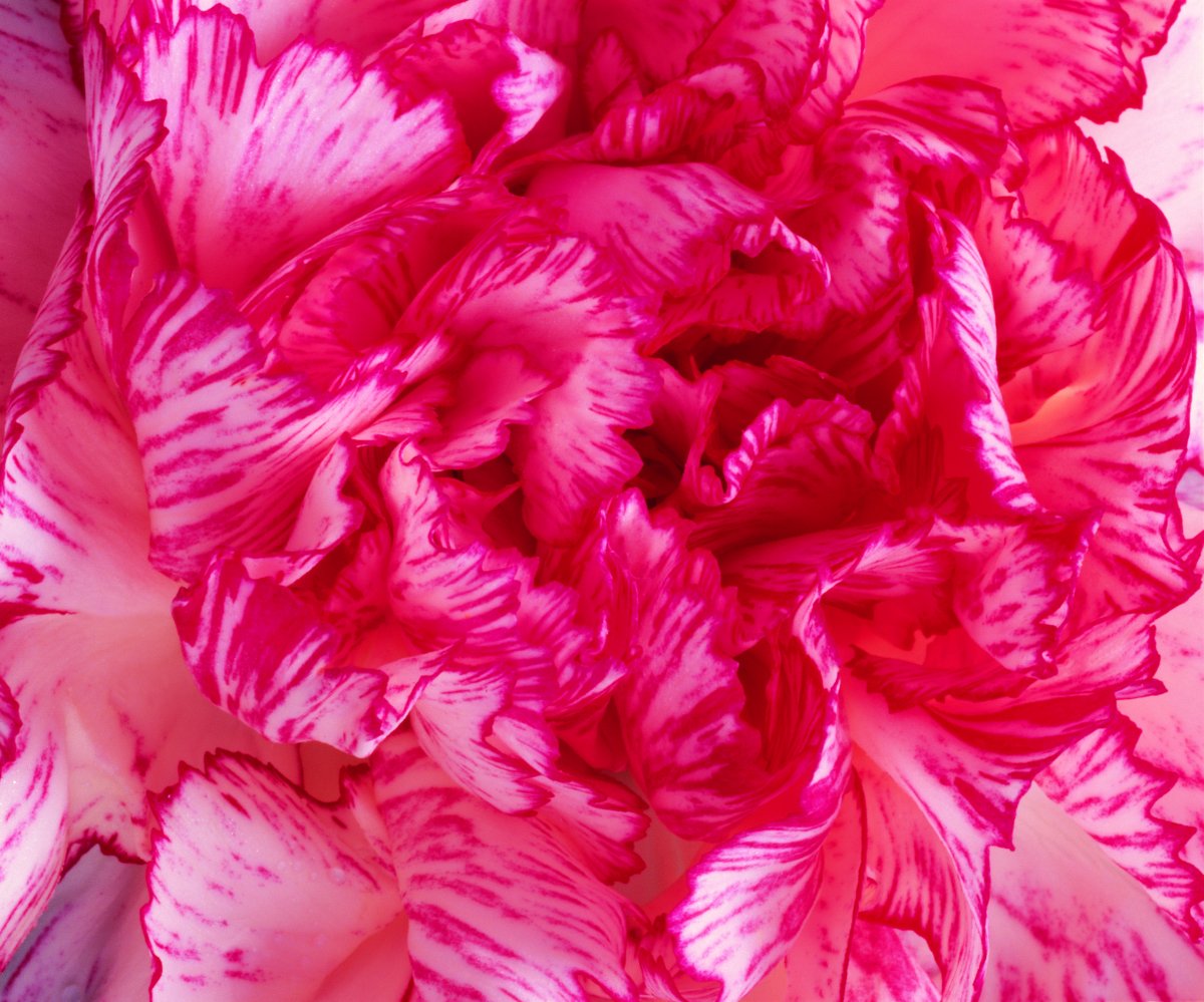 HD carnation pictures