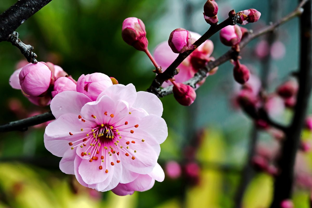 Winter plum blossom pictures