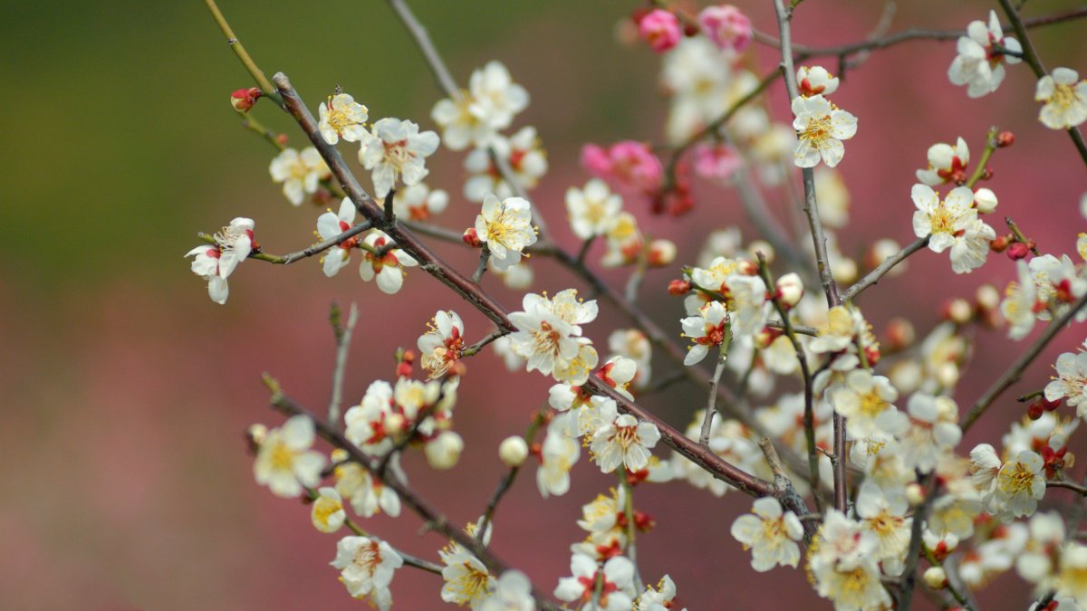 white plum blossom pictures
