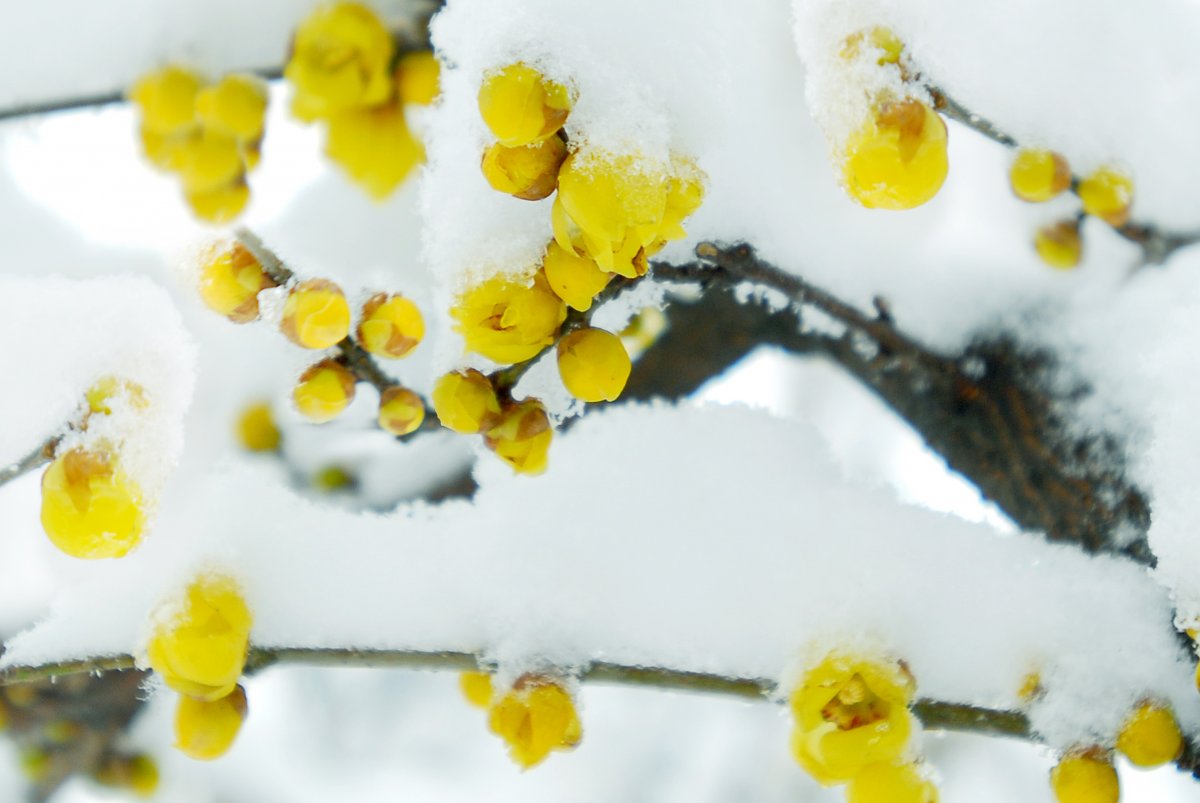 Yellow wintersweet pictures