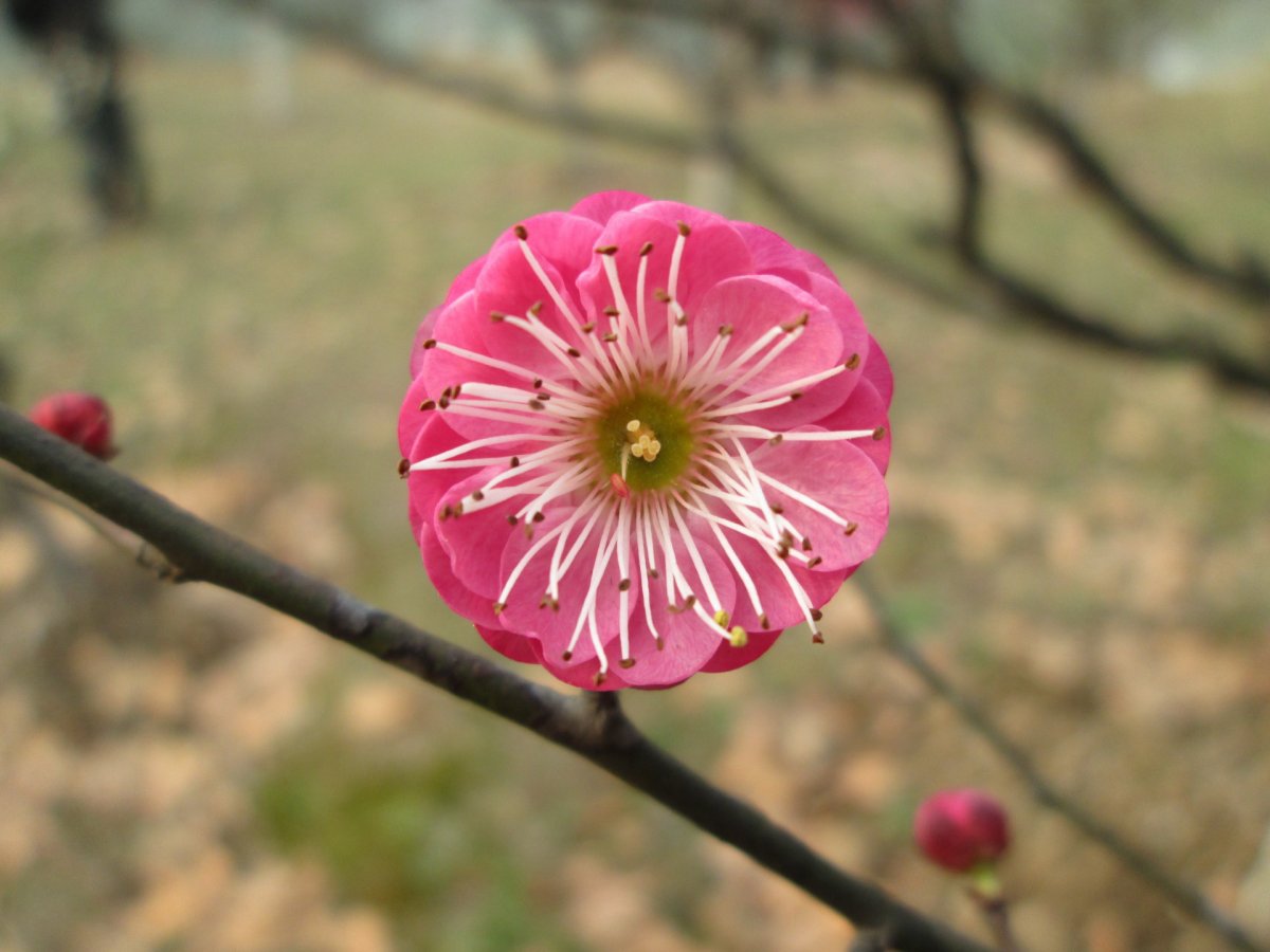 plum blossom pictures in plum garden