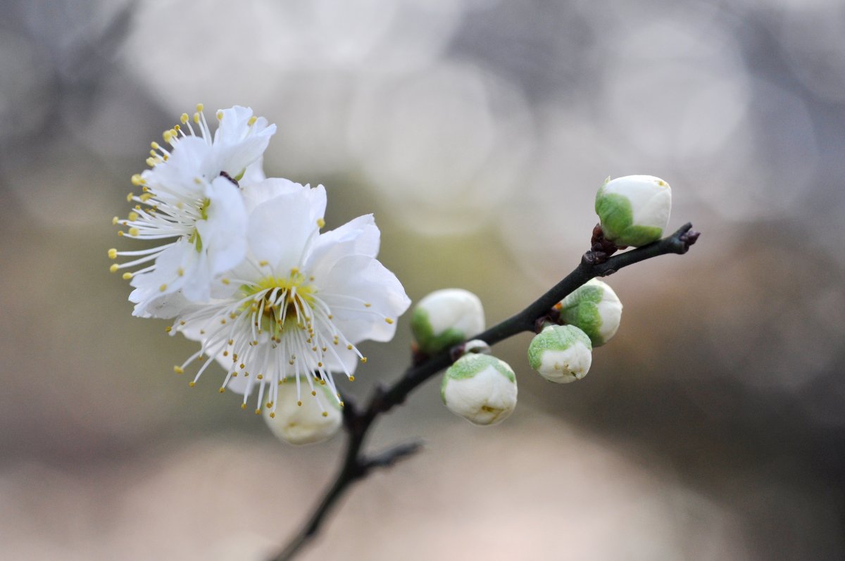 Early spring plum blossom pictures