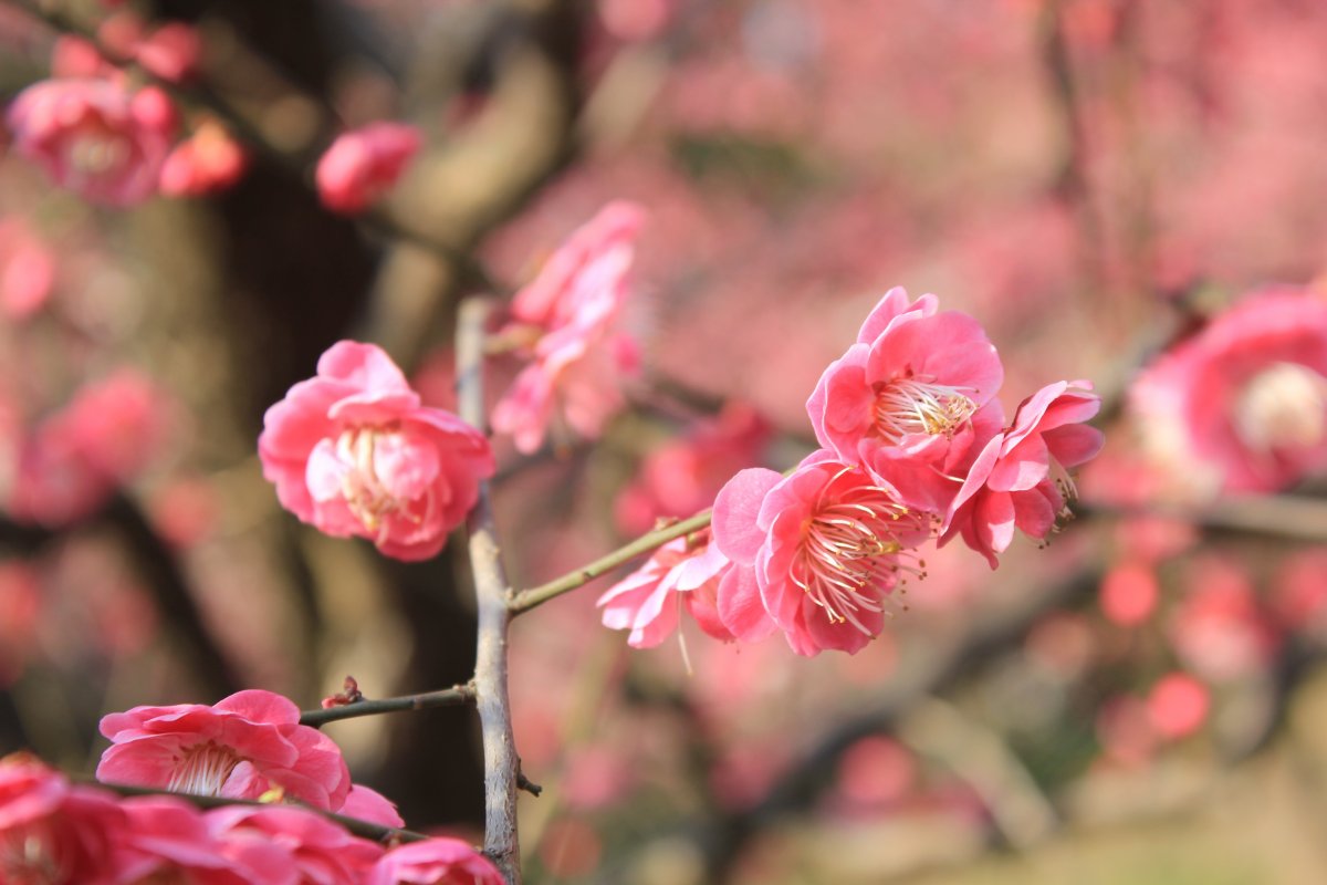 pink plum blossom pictures