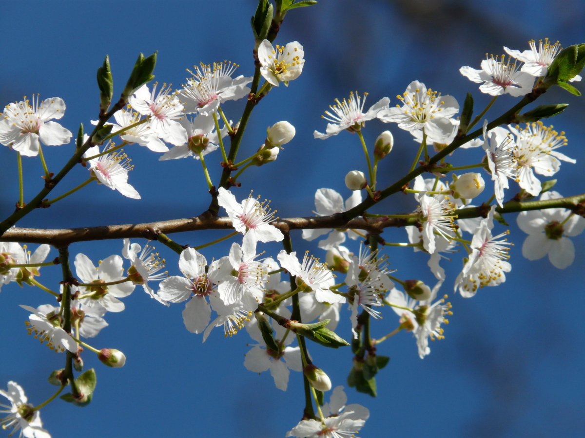 White wild plum blossom pictures