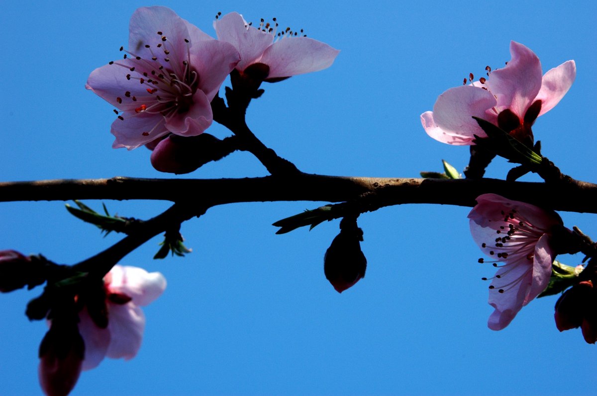 pink plum blossom pictures