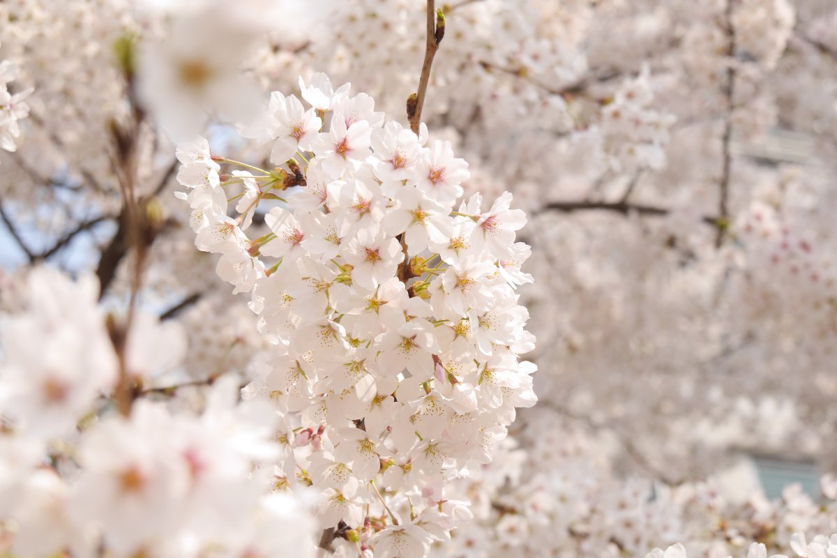 Pale pink cherry blossom pictures