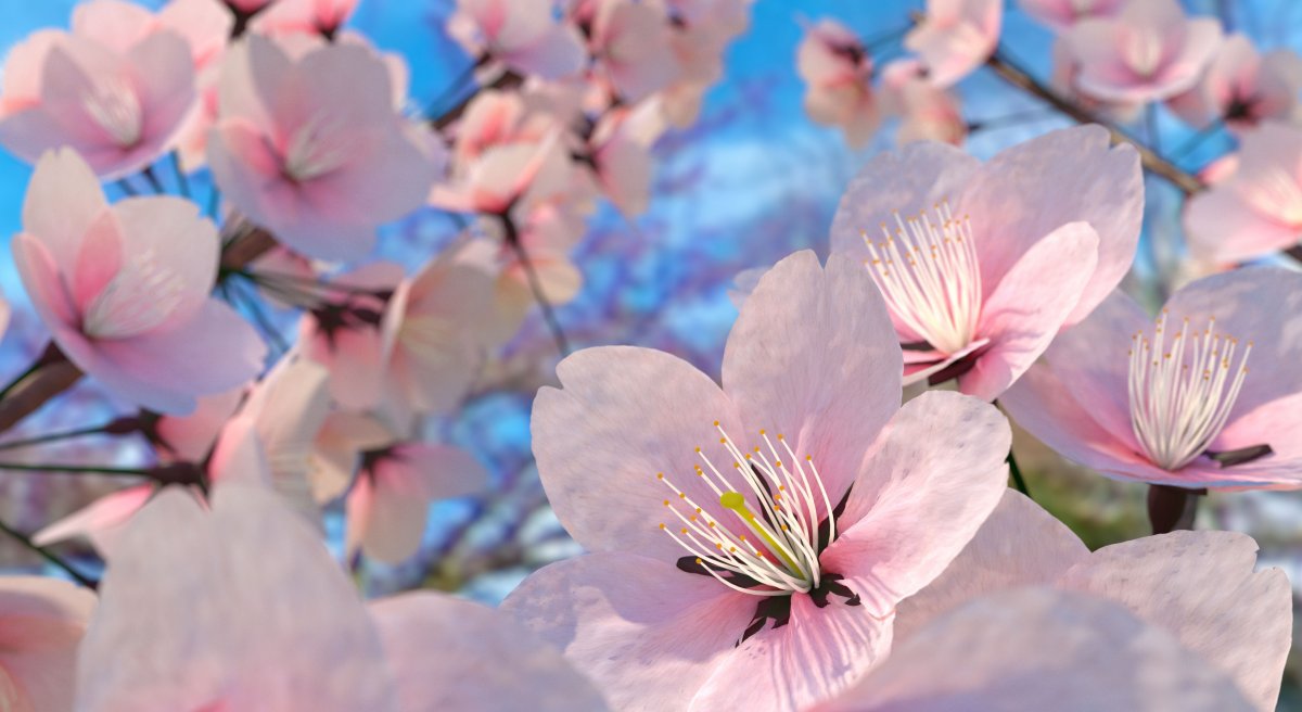 Brilliant pink cherry blossom pictures