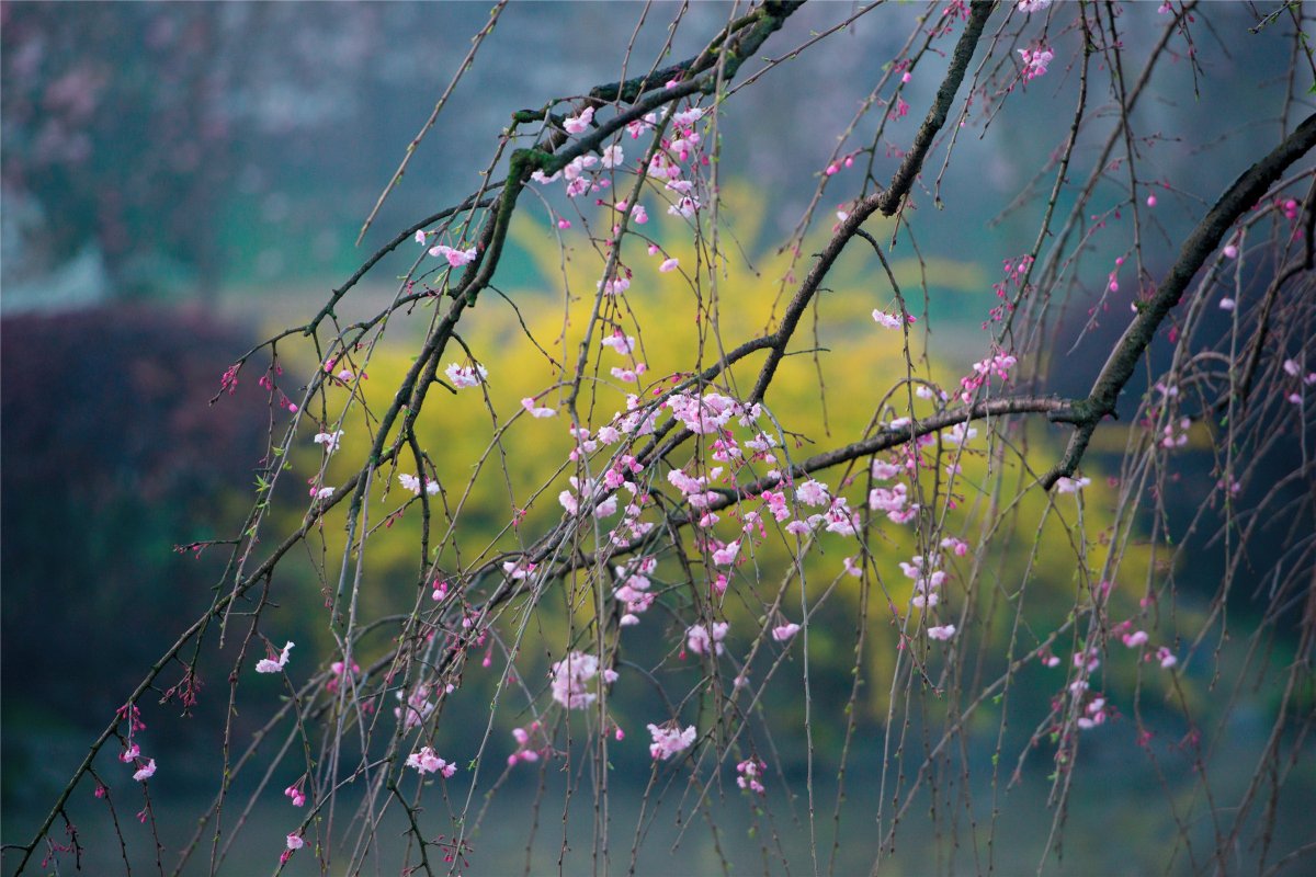 Spring cherry blossoms blooming pictures