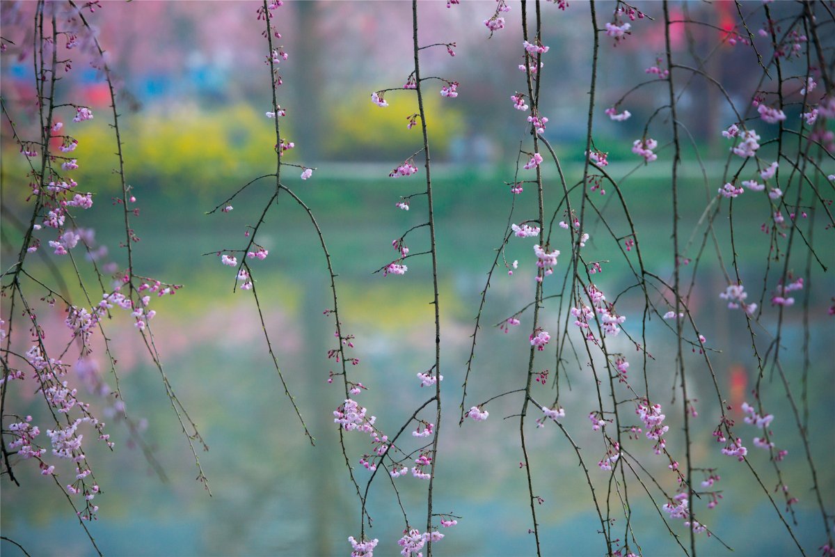 Spring cherry blossom pictures