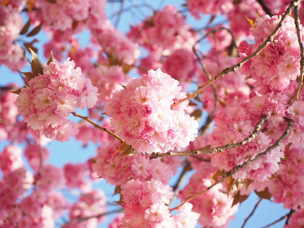 Brilliant pink cherry blossom pictures
