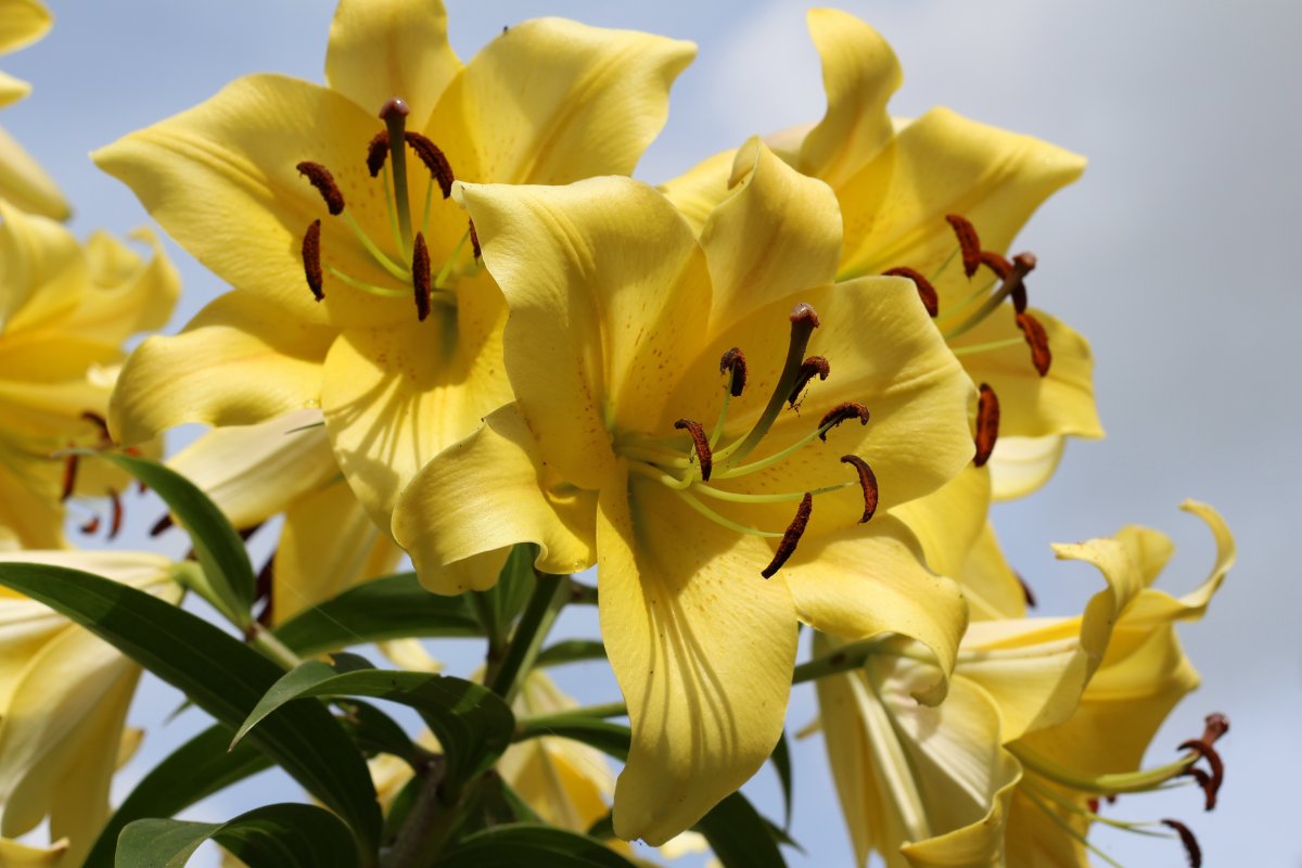 yellow lily pictures