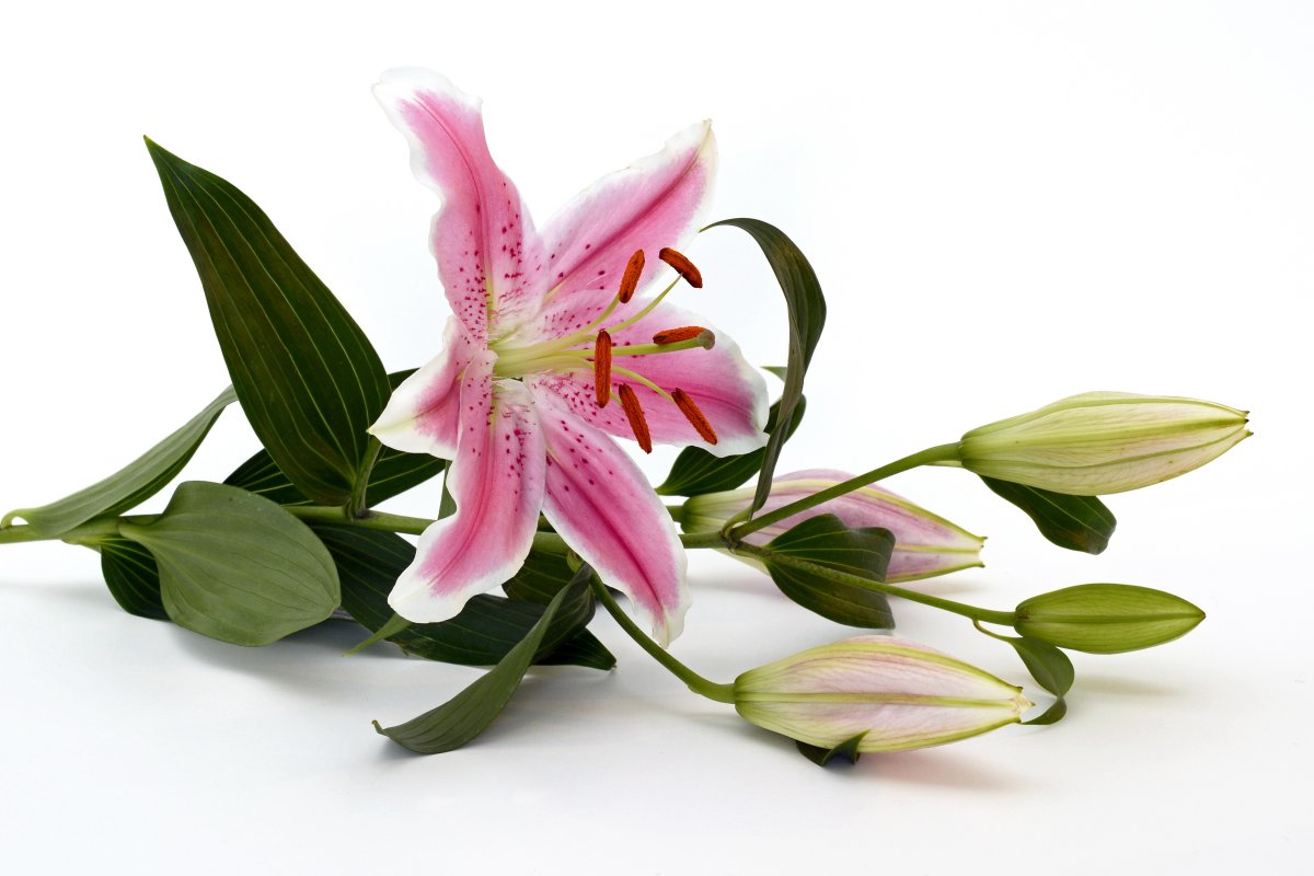 A pink lily picture