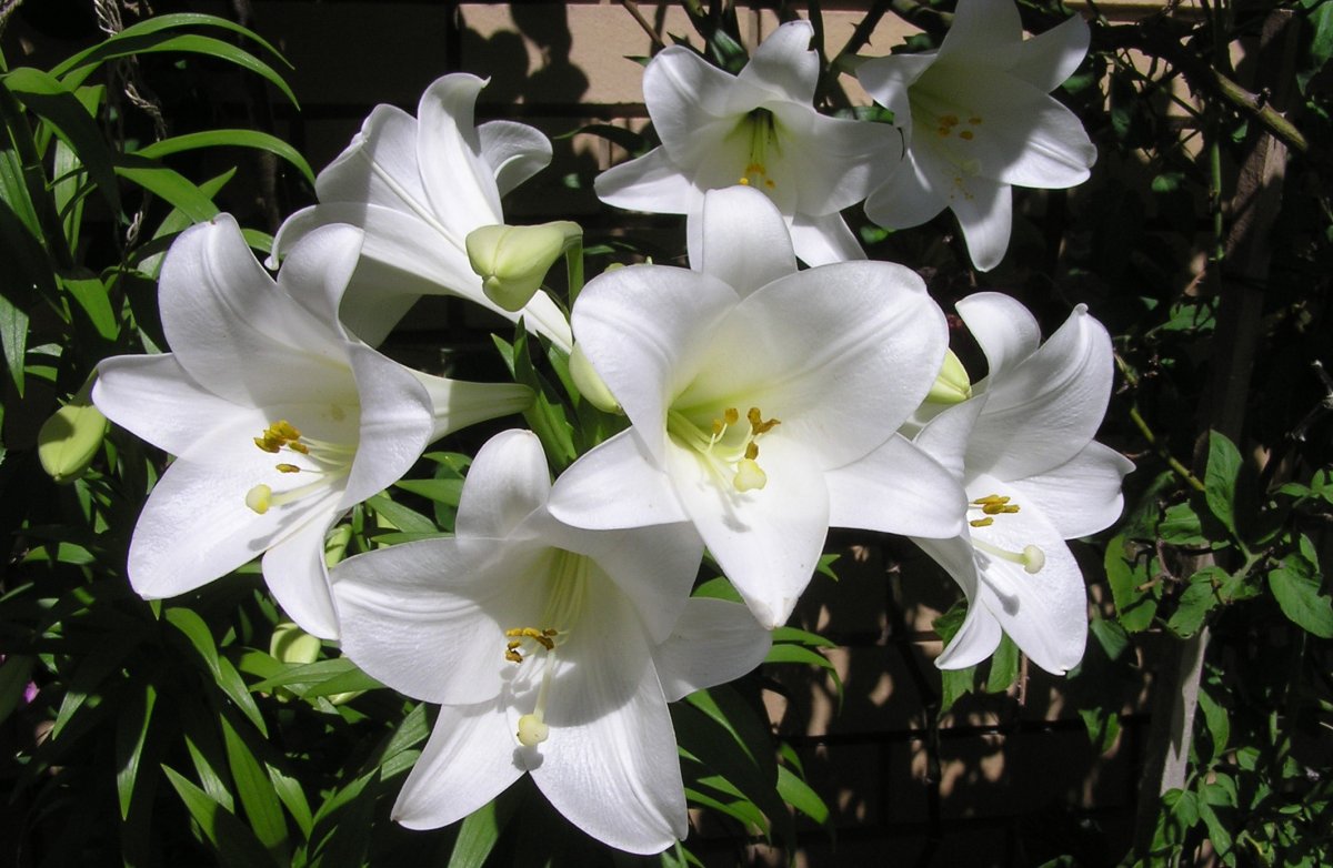 Beautiful HD pictures of wild white lilies