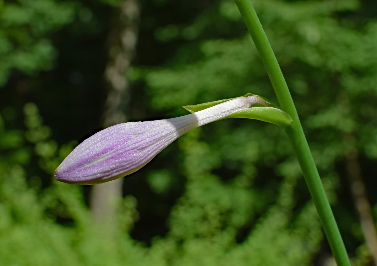 Picture of a lily bud