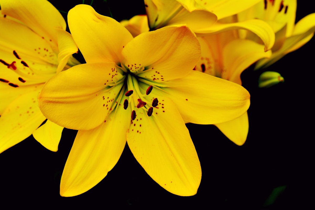 yellow lily pictures