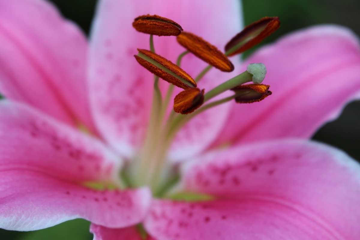 Pink lily flower macro picture