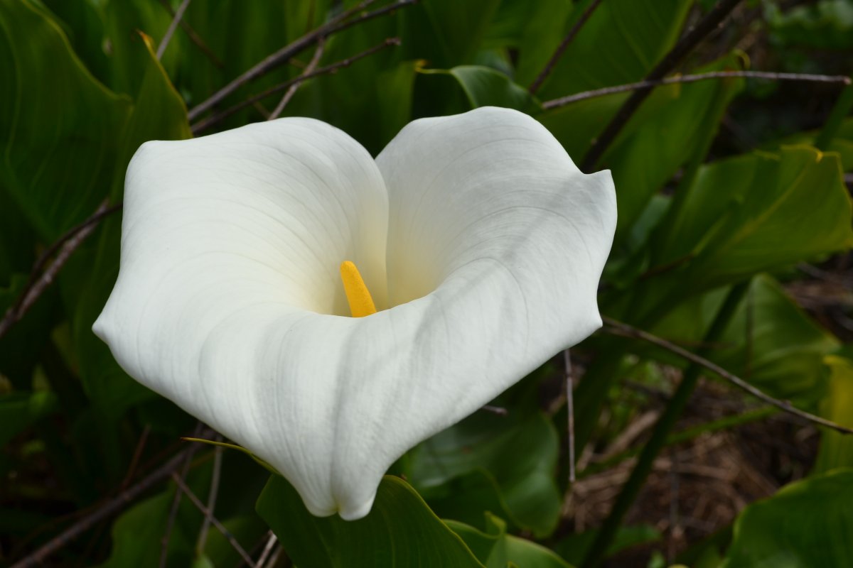 White lily flower HD picture