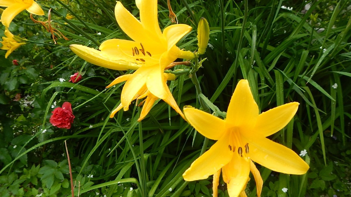 yellow lily flower photography