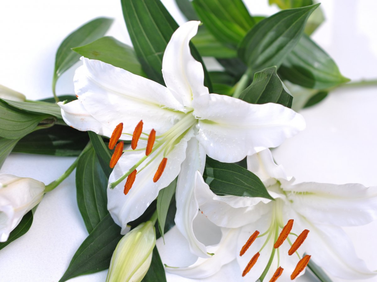 Wild white lily flower pictures