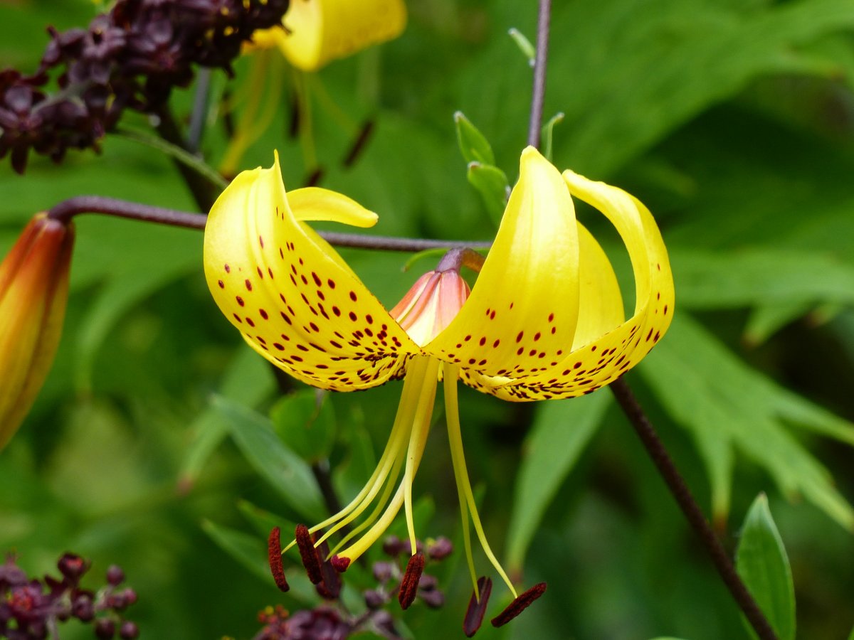 Blooming yellow lily pictures