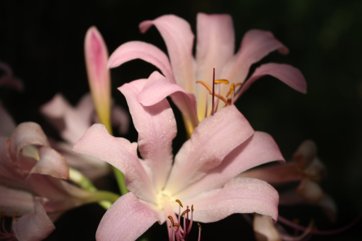 pink lily pictures