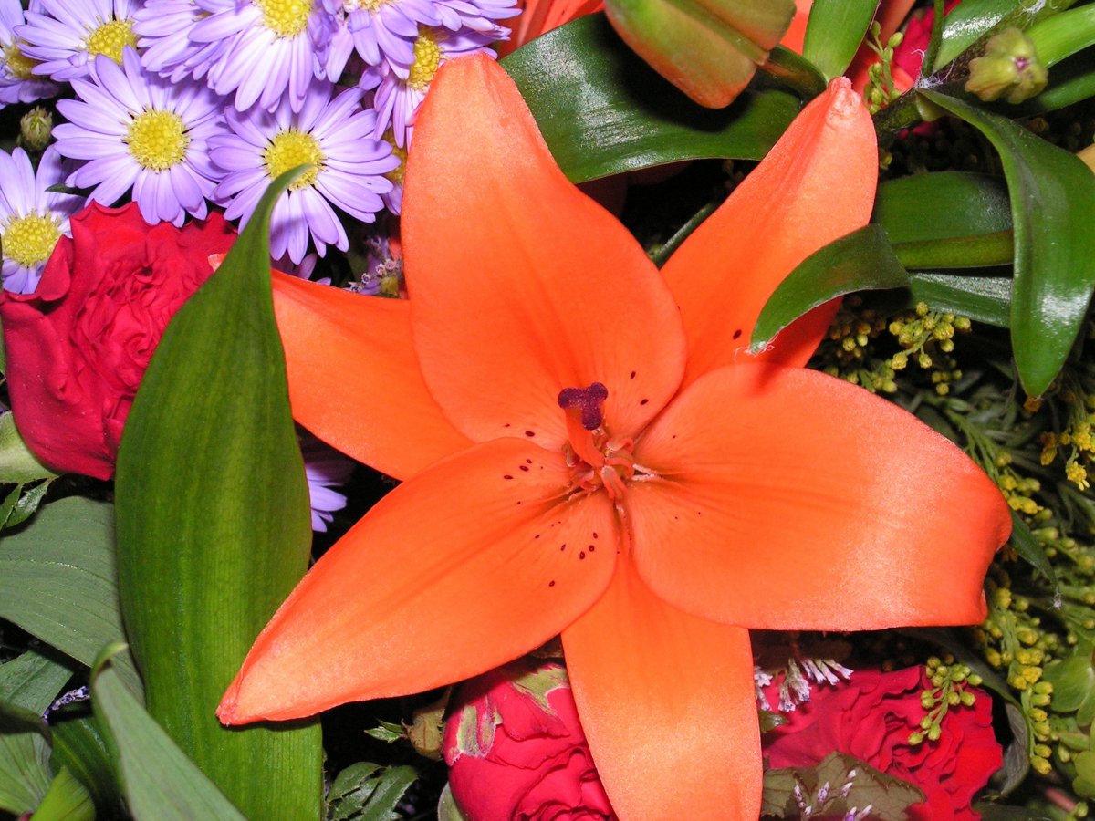 Lily flower close-up HD picture