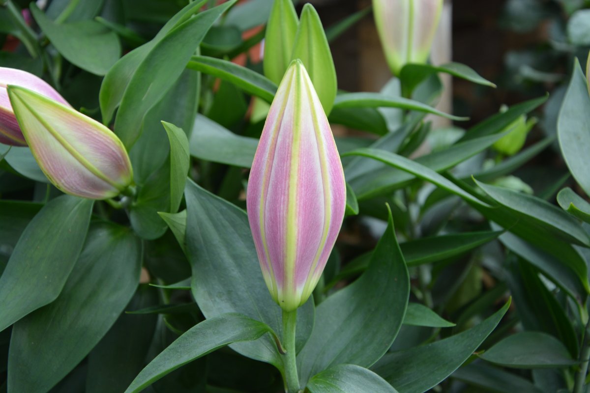 Lily flower bud pictures