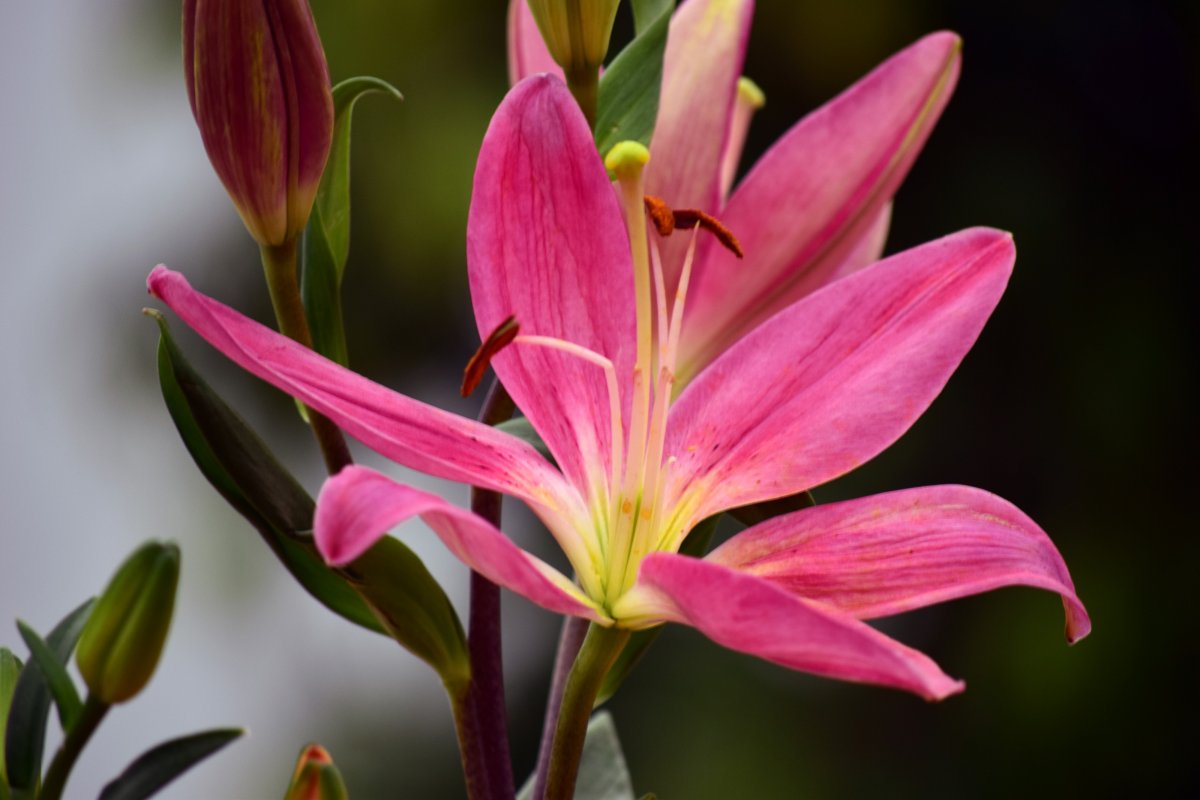 Spring blooming pink lily pictures