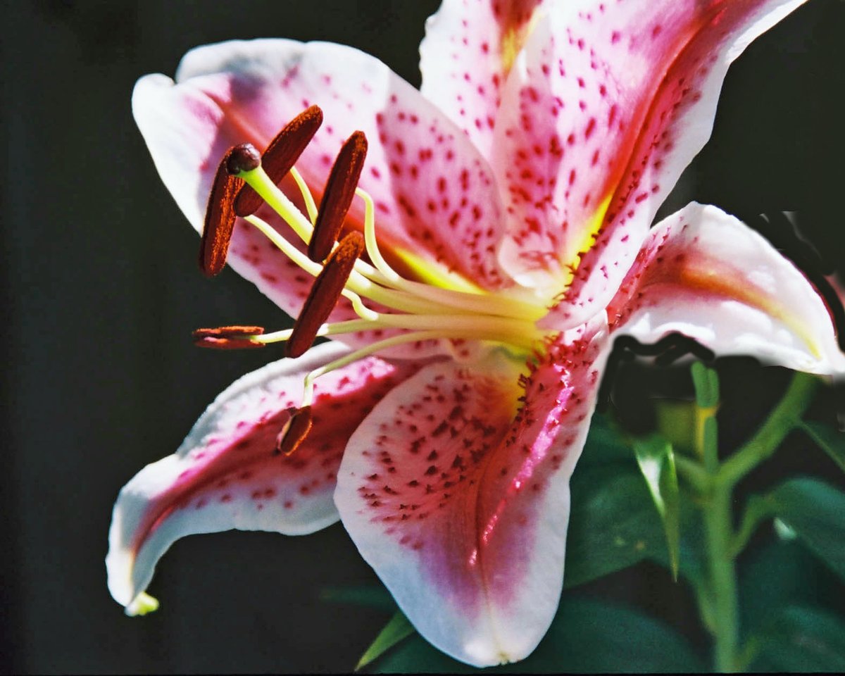 Beautiful lily macro photography