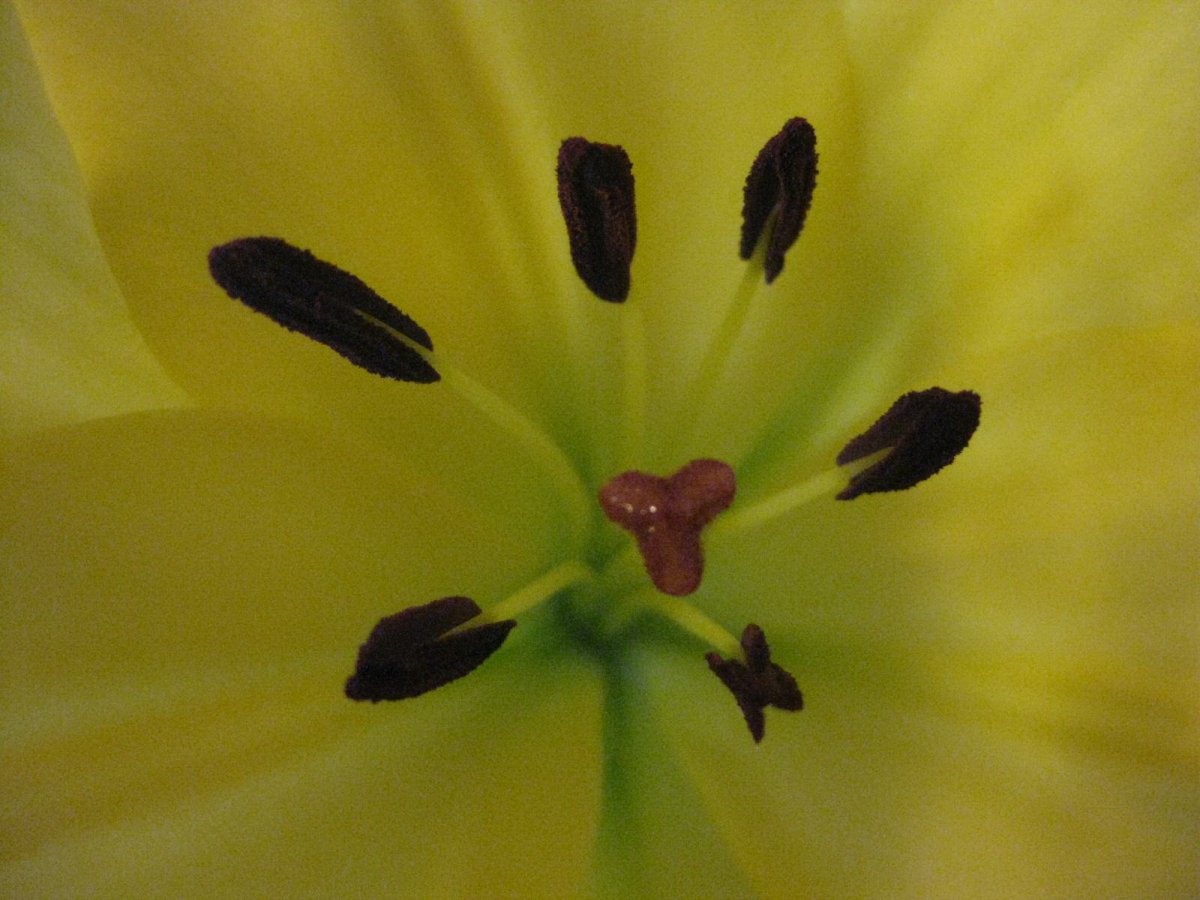 Yellow lily flower macro photography