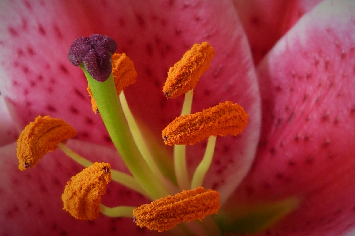 Close-up picture of lily stamens