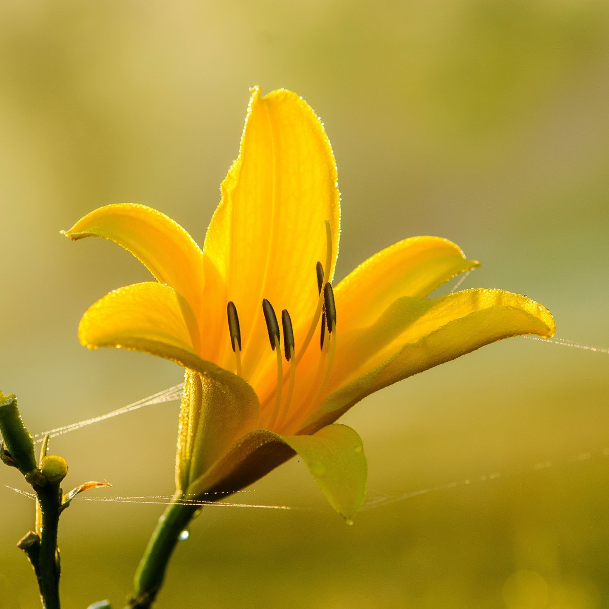 yellow perfume lily pictures