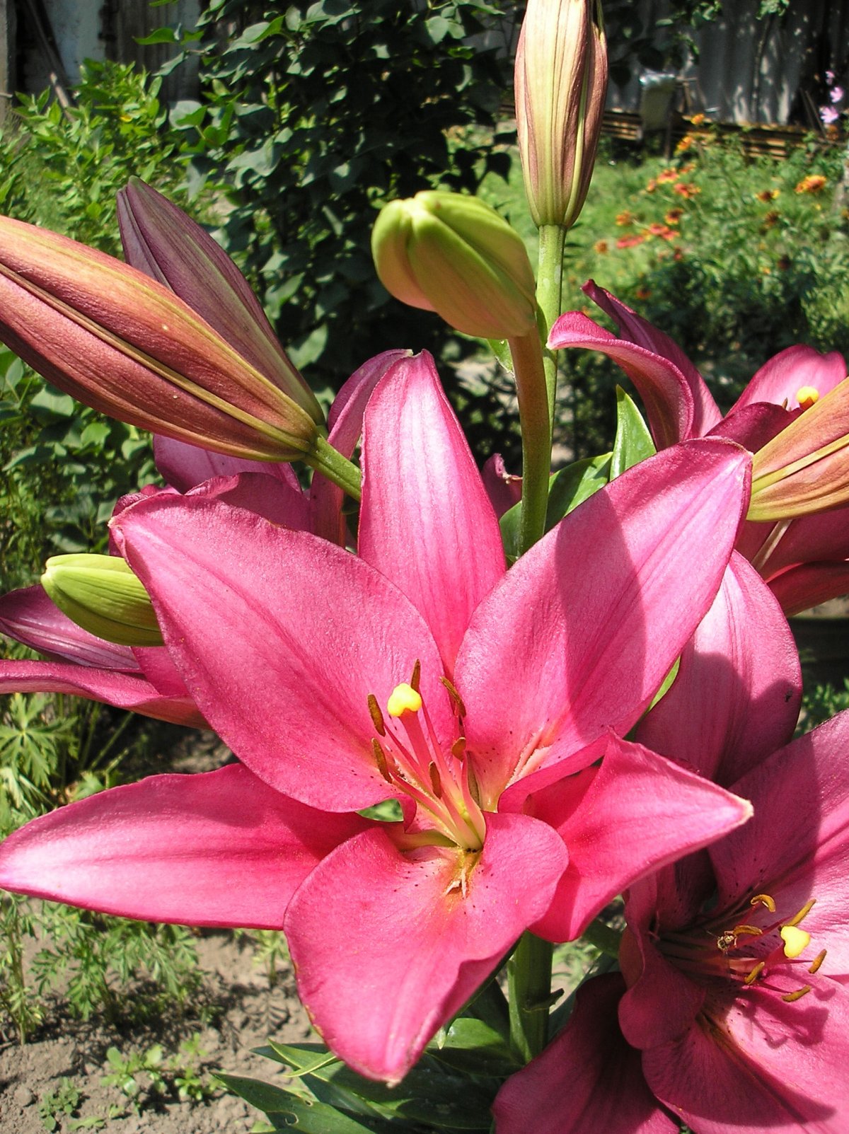 Beautiful lily flower pictures