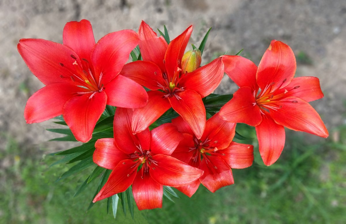 Blooming red lily pictures