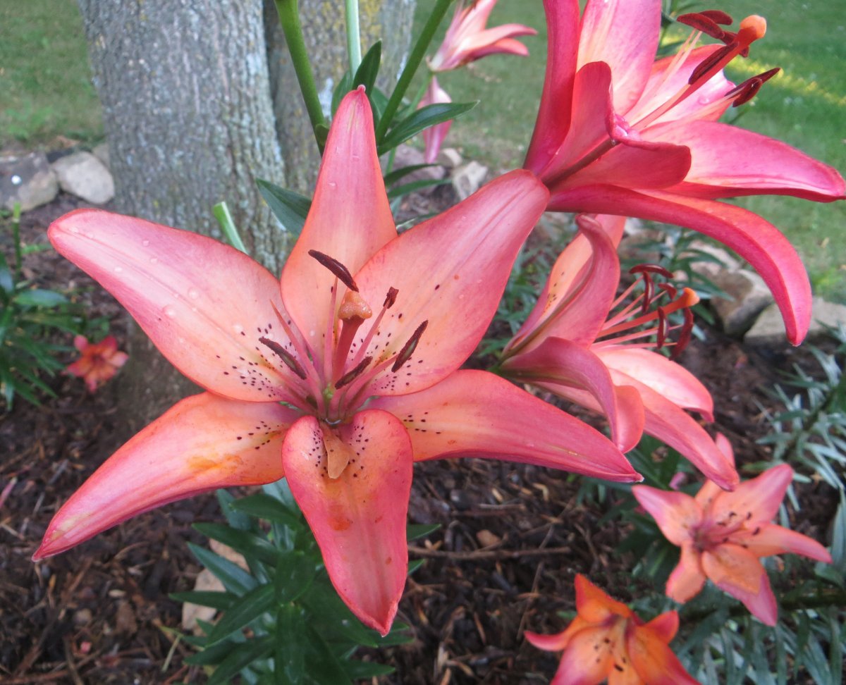 Blooming red lily pictures