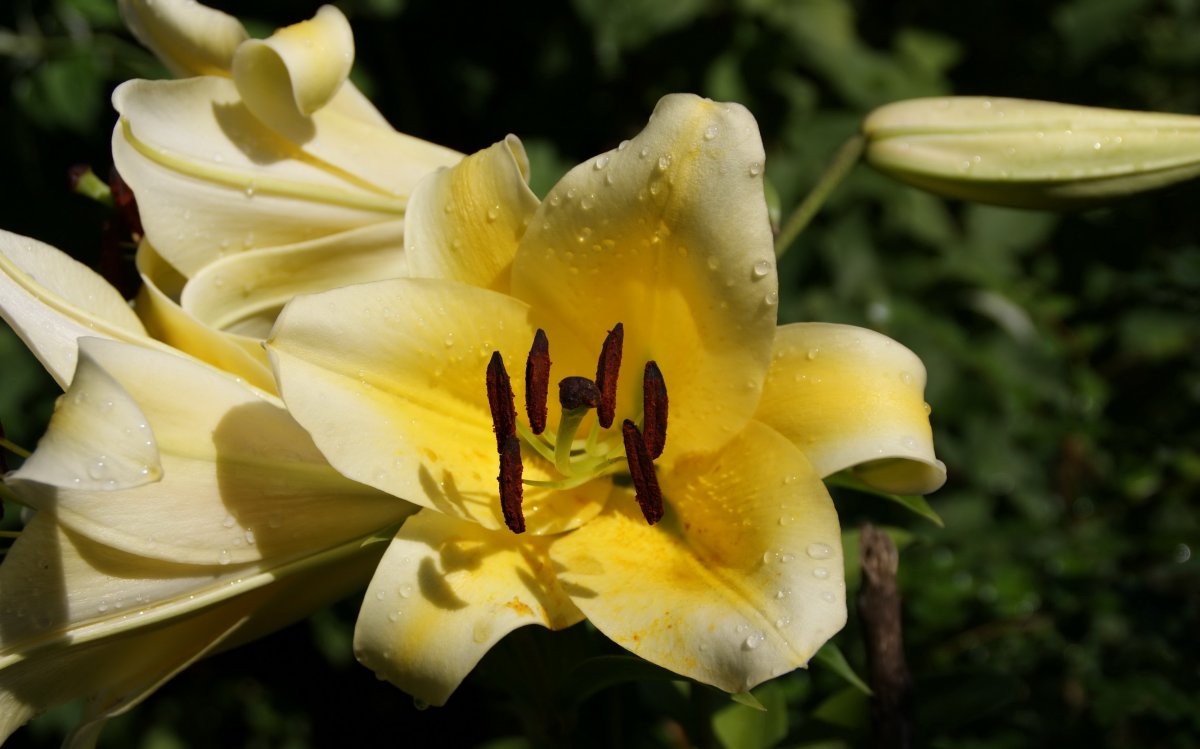 Morning yellow lily pictures