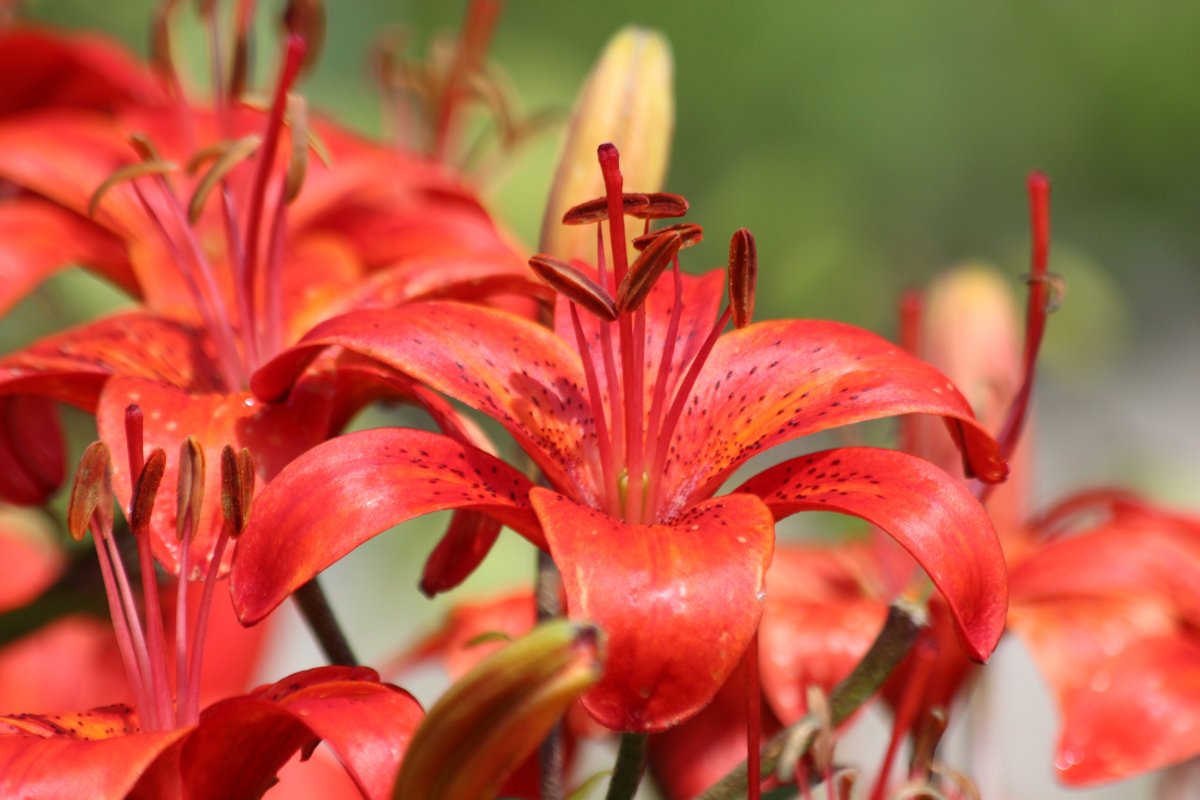 Close up picture of red lily flower