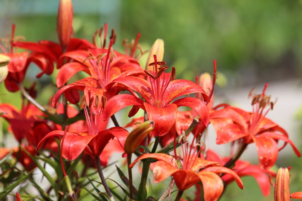 red lily blooming pictures