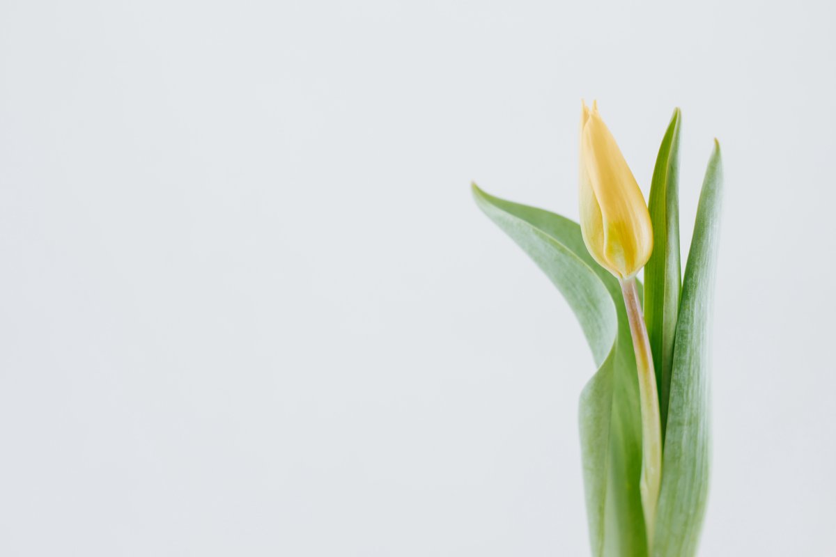 Yellow lily bud pictures