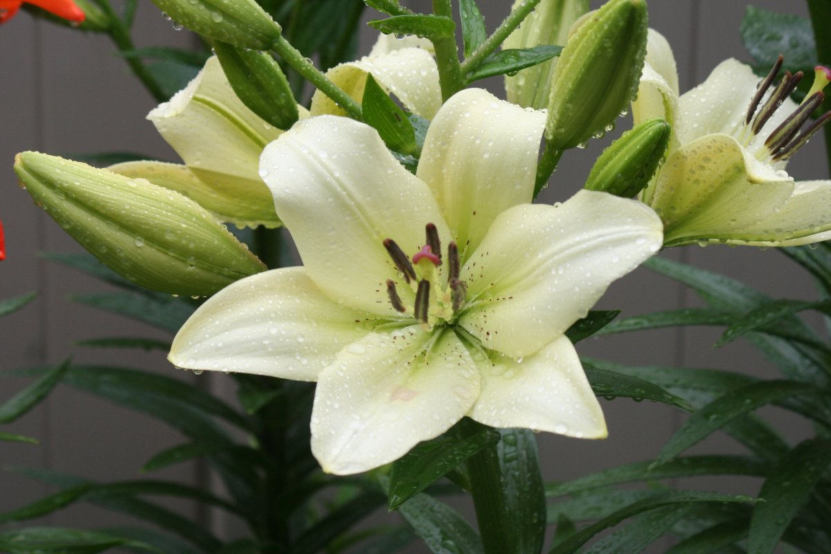 Pictures of lilies blooming after the rain