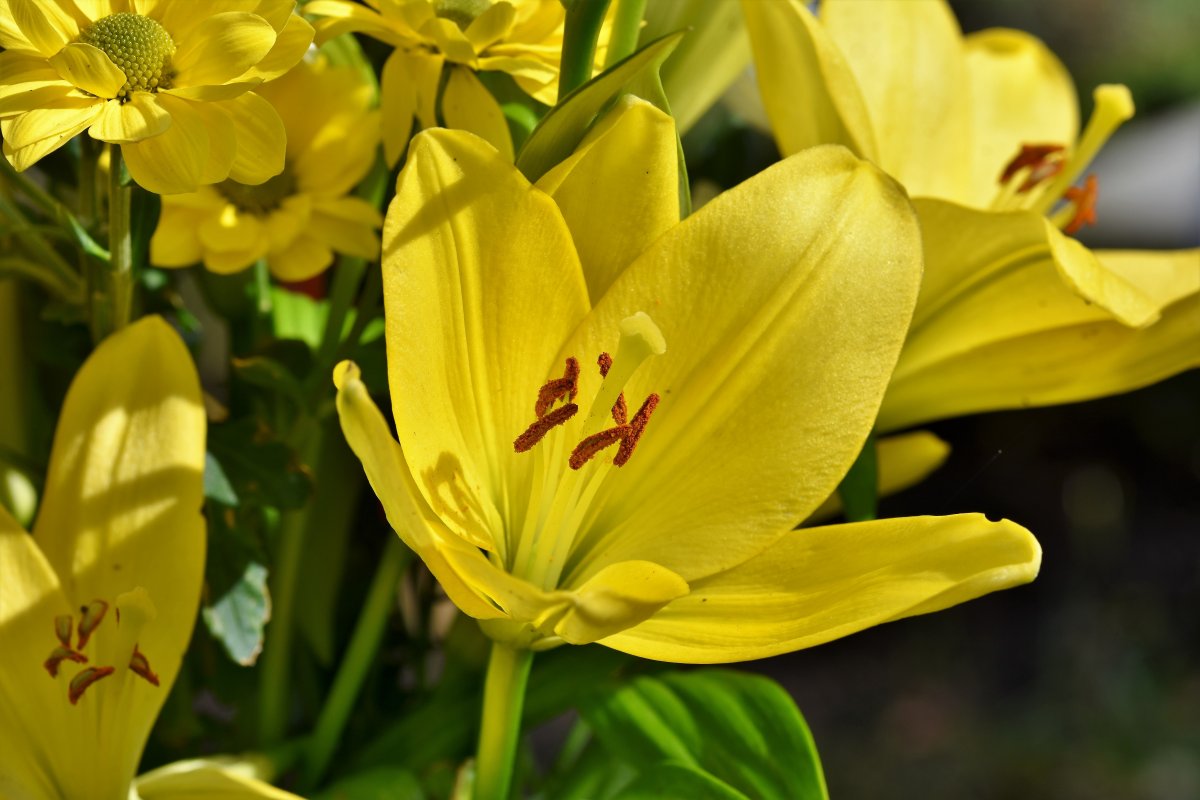 Yellow lily flower pictures