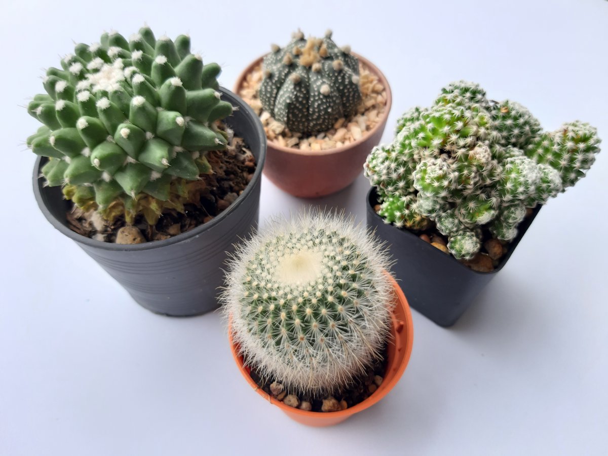 Pictures of small potted cactus varieties