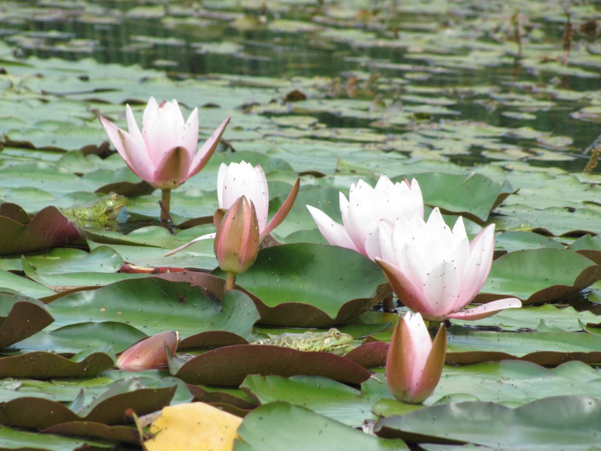 Appreciation of pictures of lotus in pond