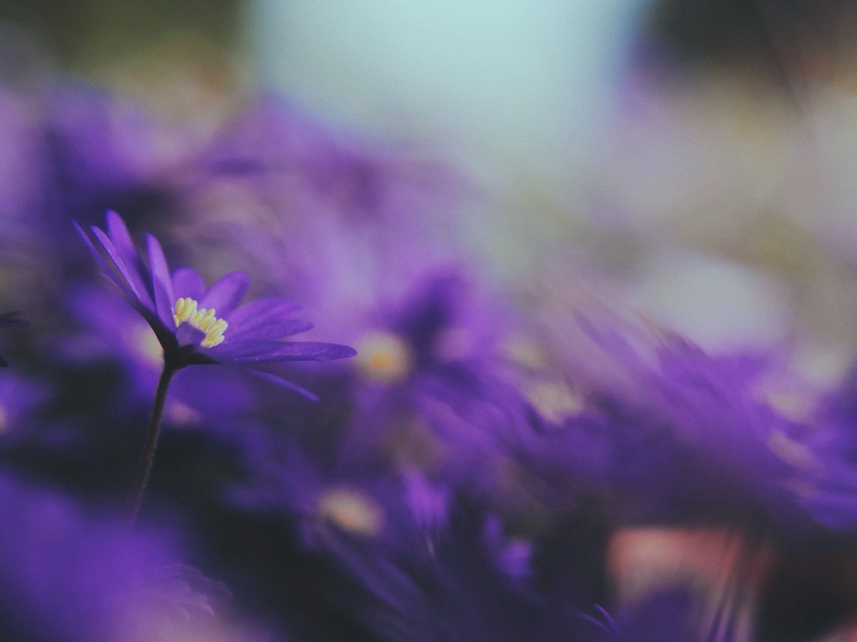 Non-mainstream purple flowers pictures