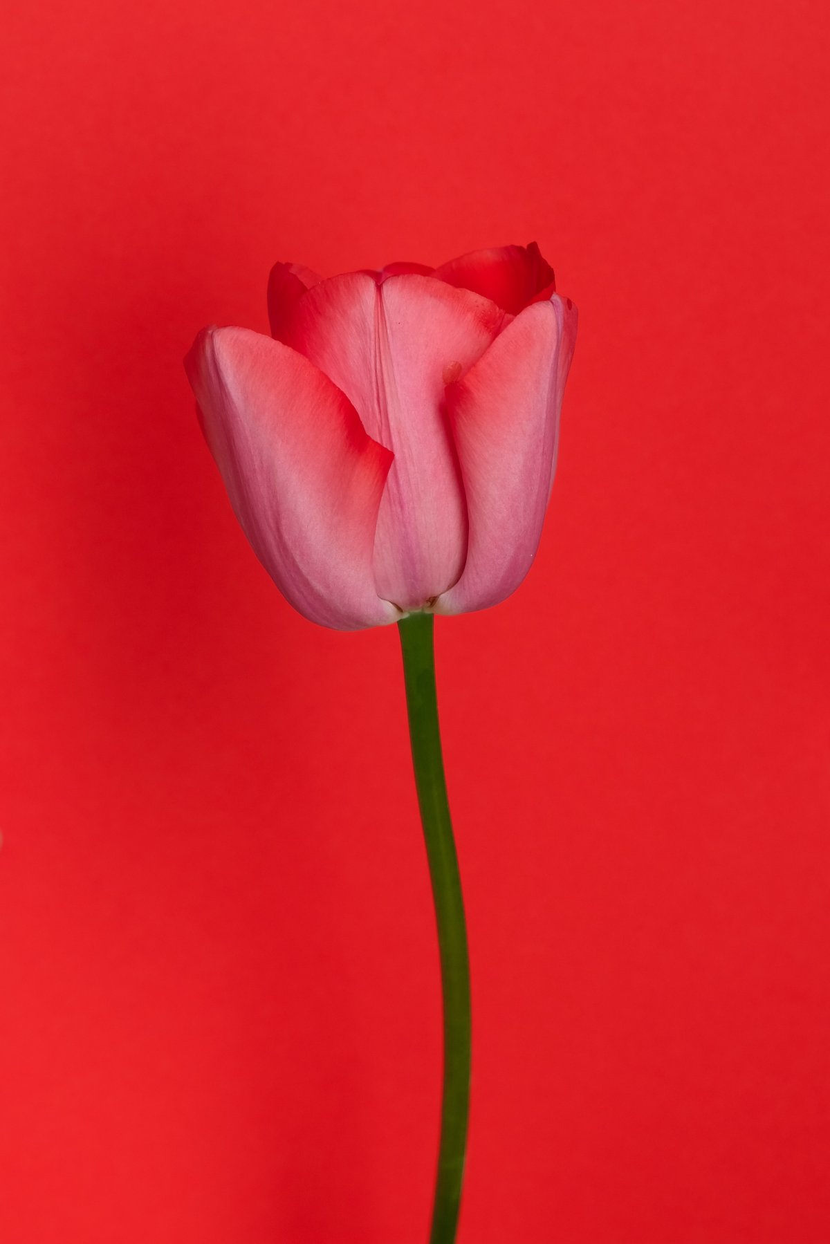 A red tulip flower picture