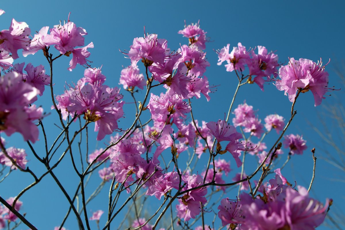 Rhododendron branch flowers pictures